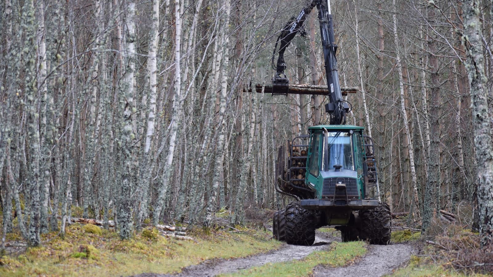 Sågverkslinje med virke, maskinskydd och nödstopp samt operatör