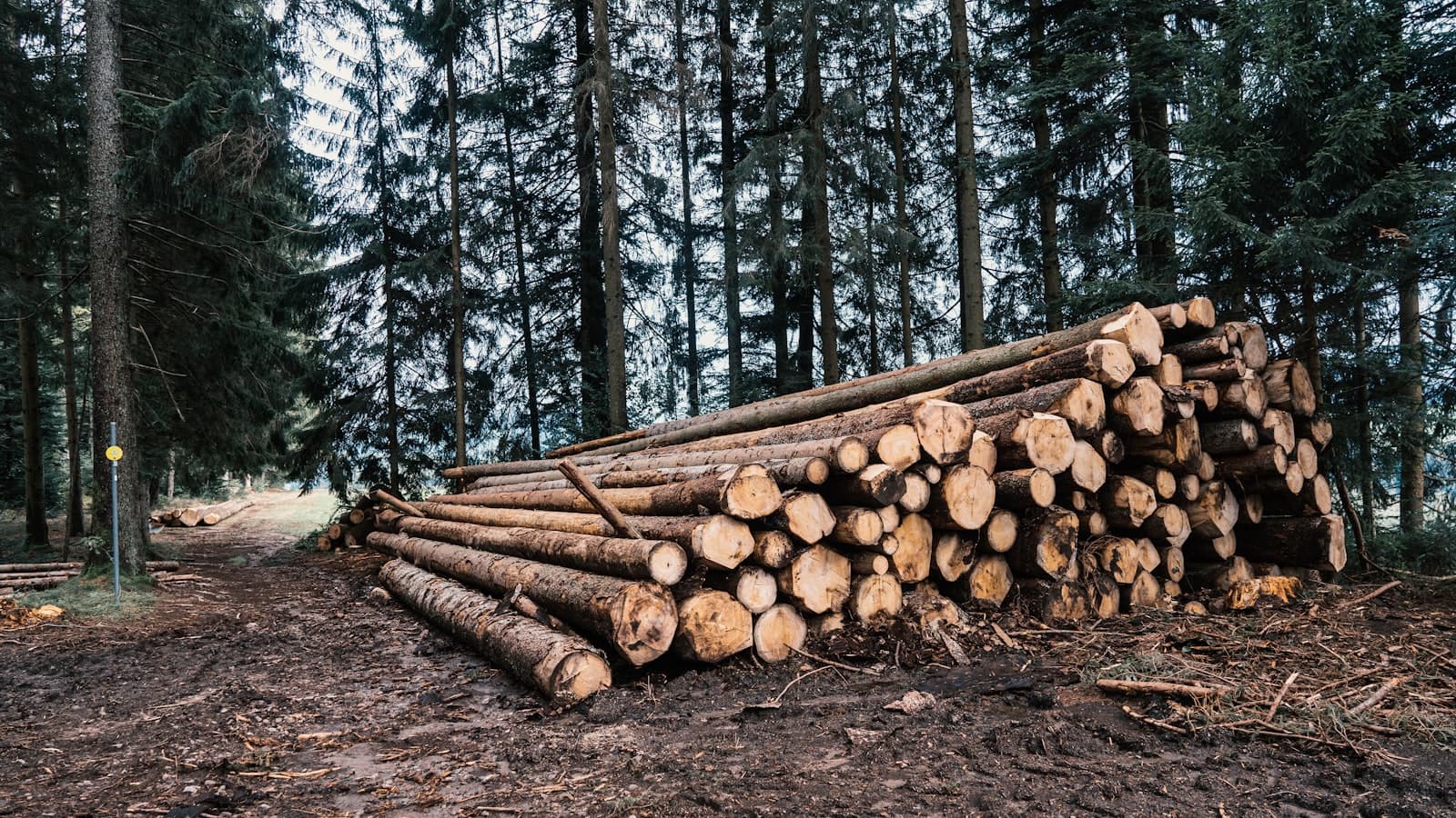 Flygbild över gränsen mellan regnskog och uppodlad mark